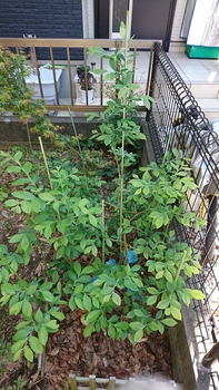 ブルーベリー サザンハイブッシュ By 光合成キノコ ブルーベリーの栽培記録 育て方 そだレポ みんなの趣味の園芸