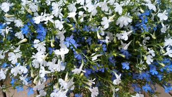 アズーロコンパクト青白mix By ぴー子 ロベリアの栽培記録 育て方 そだレポ みんなの趣味の園芸