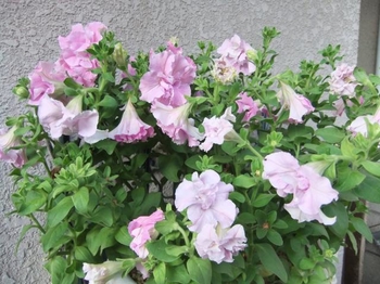 夏に淡いピンクと白の八重咲きペチュニア By Westside ペチュニアの栽培記録 育て方 そだレポ みんなの趣味の園芸