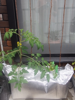 トマト 水耕栽培 By Marumushi トマトの栽培記録 育て方 そだレポ みんなの趣味の園芸