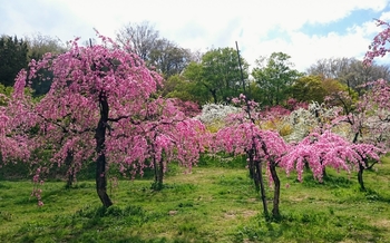実も食べれるしだれ花桃 By よしの ハナモモの栽培記録 育て方 そだレポ みんなの趣味の園芸