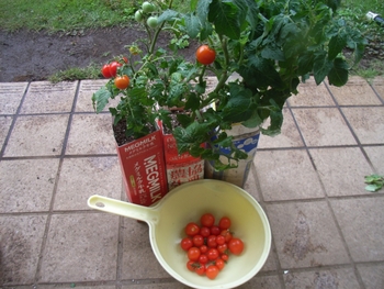 牛乳パックで ミニトマトを育てます By ミルクマン トマトの栽培記録 育て方 そだレポ みんなの趣味の園芸