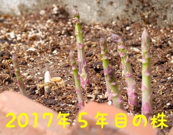 アスパラガスを種から育てる By Kocco アスパラガス 野菜 の栽培記録 育て方 そだレポ みんなの趣味の園芸