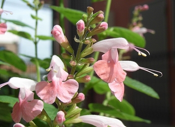 ピンクと白の かわいいサルビア そだレポ 栽培レポート By早咲 みんなの趣味の園芸