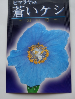 青いケシの花を見よう O 丿 By ソウちゃん メコノプシスの栽培記録 育て方 そだレポ みんなの趣味の園芸