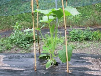 育て 方 の カボチャ