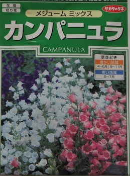 カンパニュラの花を咲かせてみたい By 野菜と花のバーバ カンパニュラ メディウムの栽培記録 育て方 そだレポ みんなの趣味の園芸