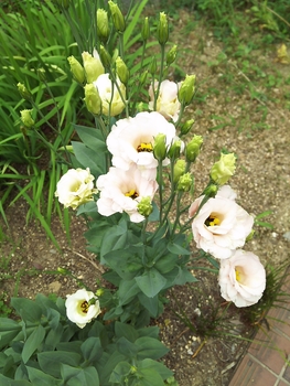 ２年越しで咲いたトルコギキョウ By 奈美 そだレポ みんなの趣味の園芸