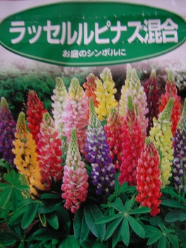 ラッセルルピナスに挑戦 By Tomoko81 ルピナスの栽培記録 育て方 そだレポ みんなの趣味の園芸