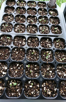わすれな草 種から2度目の春へ By しまモン ワスレナグサの栽培記録 育て方 そだレポ みんなの趣味の園芸