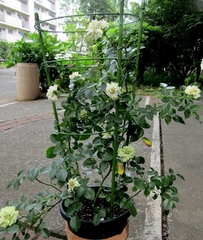 グリーンアイスを育てる By Akari バラ ミニバラ の栽培記録 育て方 そだレポ みんなの趣味の園芸