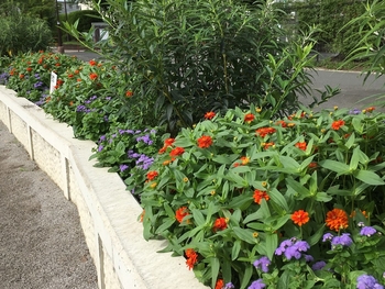 ジニア ダブルファイアー の群植花壇17 By 近隣 ジニアの栽培記録 育て方 そだレポ みんなの趣味の園芸