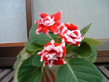 グロキシニアの花が咲きました By Yasupopoan グロキシニアの栽培記録 育て方 そだレポ みんなの趣味の園芸