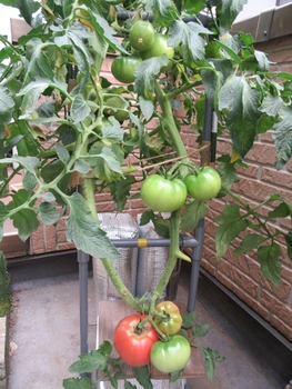トマト 大玉とミニトマト By あまみずくん トマトの栽培記録 育て方 そだレポ みんなの趣味の園芸