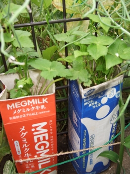 みつばを牛乳パックで育てました By ミルクマン ミツバの栽培記録 育て方 そだレポ みんなの趣味の園芸