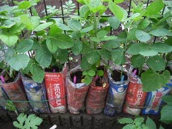 枝豆を牛乳パックで育てました By ミルクマン エダマメ 枝豆 の栽培記録 育て方 そだレポ みんなの趣味の園芸