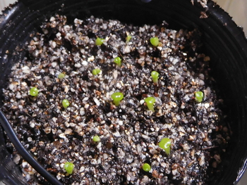 種から育てるリトープス By ひょこりんそう リトープスの栽培記録 育て方 そだレポ みんなの趣味の園芸