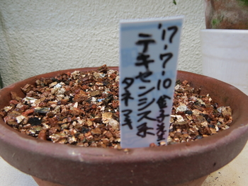 種から育てるチューリップ型のクレマチス ｉ By オズの魔法使 クレマチス 四季咲き の栽培記録 育て方 そだレポ みんなの趣味の園芸