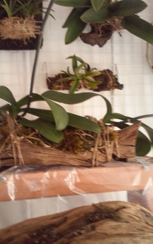 室内の着生ラン By ラムパパ コチョウラン 胡蝶蘭 の栽培記録 育て方 そだレポ みんなの趣味の園芸