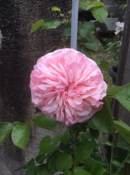 ジャスミーナ小さな貴婦人18 By 遠州隼 バラ つるバラ の栽培記録 育て方 そだレポ みんなの趣味の園芸