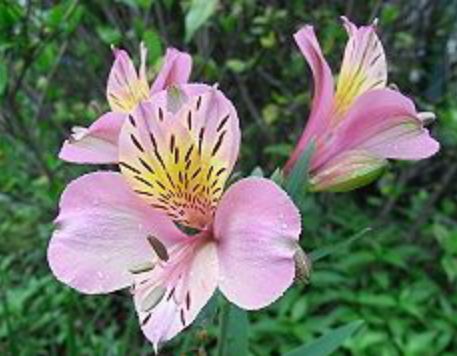アルストロメリアについて 教えてください よくあるピンクの 園芸相談q A みんなの趣味の園芸