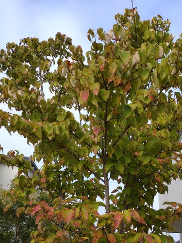 ヤマボウシの葉が毎年９月過ぎると黒い斑点が出てきてしまいま 園芸相談q A みんなの趣味の園芸