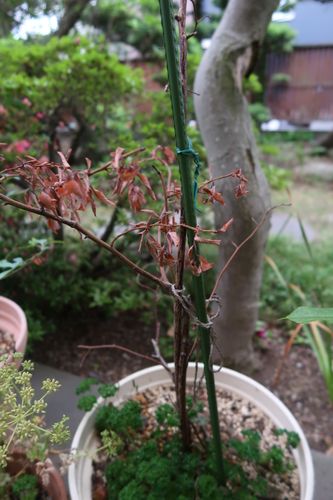 ５月に鉢植えのブルーベリーの木が突然枯れてしまいました 春 園芸相談q A みんなの趣味の園芸