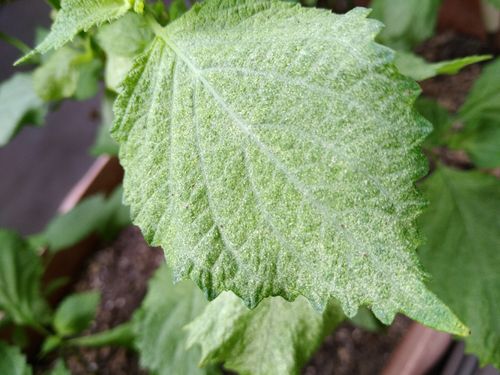 ベランダに植えているシソの葉が白っぽいのばかり出てきます 肥 園芸相談q A みんなの趣味の園芸