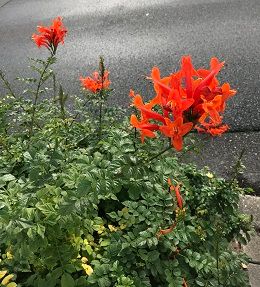 今日散歩中に見つけた花です オレンジ色の鮮やかな花が道路脇 園芸相談q A みんなの趣味の園芸