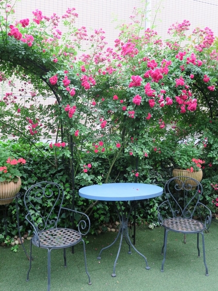 キングローズのダブルアーチ １０年 私の庭自慢 つるバラ たち のアルバム みんなの趣味の園芸 1625