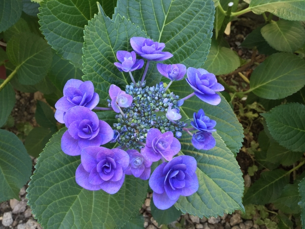 6 2 地植えの紫陽花 フェアリーアイ 紫陽花のページ のアルバム みんなの趣味の園芸 Id