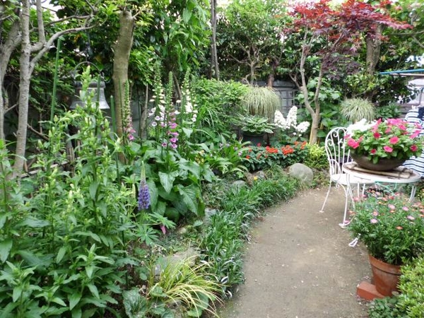 狭い庭にやっと咲き始めたジキタリスや 癒しの庭 のアルバム みんなの趣味の園芸