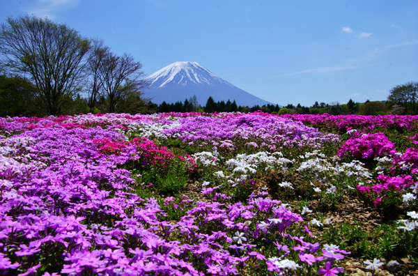 富士芝桜１ 山梨県 花のある風景 のアルバム みんなの趣味の園芸 Id