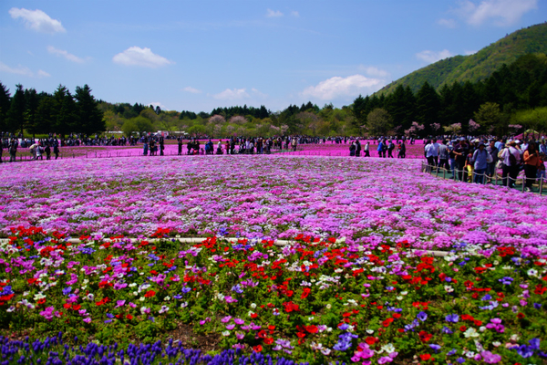 富士芝桜２ 山梨県 花のある風景 のアルバム みんなの趣味の園芸 Id