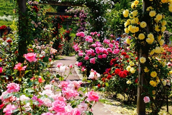 バラ園 花フェスタ記念公園 岐阜県 花のある風景 のアルバム みんなの趣味の園芸 Id