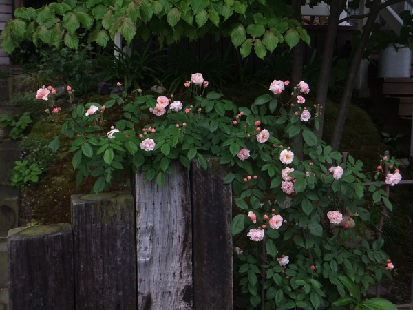 コーネリアです 玄関前のヤマボウシの つるバラの庭２０１５ のアルバム みんなの趣味の園芸