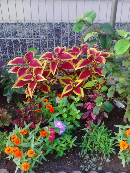 コリウス ブリリアンシー ジニアプロヒ 八月の花壇 のアルバム みんなの趣味の園芸 Id