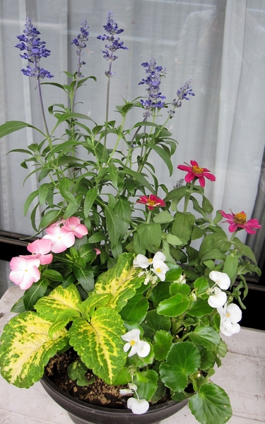 夏の寄せ植え ブルーサルビア ジニア 夏の花 15 のアルバム みんなの趣味の園芸 Id 2129
