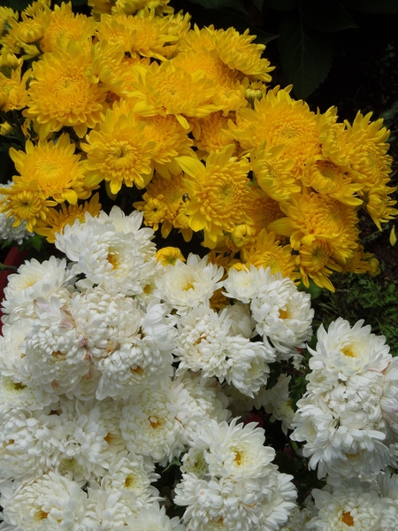 １０月 輪菊 白と黄色 がたくさん咲 もう１つの最北端の花畑 のアルバム みんなの趣味の園芸 Id 6735