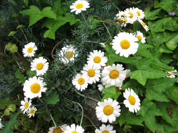 白い花が咲く宿根草 草丈はセンチく 宿根草や球根 1年草で花いっぱいにしたい のアルバム みんなの趣味の園芸