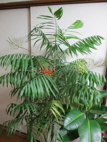 テーブルヤシ 赤い茎と緑の茎が出て花 観葉植物と多肉植物 のアルバム みんなの趣味の園芸 2507