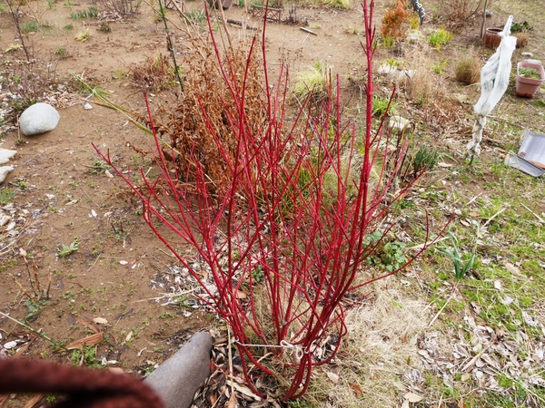 サンゴミズキの紅葉はきれいだ 冬の庭 15年12月 のアルバム みんなの趣味の園芸 Id 2231
