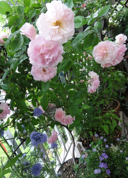 つるバラ春がすみ ギリアレプタンサ 16年のお花 のアルバム みんなの趣味の園芸 Id 27