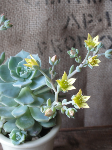 白牡丹 エケベリア属 黄色い花がカワイ 多肉植物 のアルバム みんなの趣味の園芸 Id