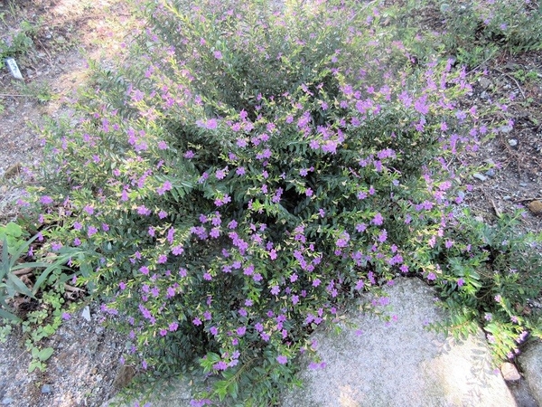 クフェアです 小さな紫色の花がたくさ 野間大池公園 花学校 のアルバム みんなの趣味の園芸 Id
