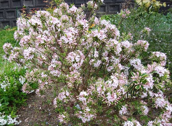 斑入り姫沈丁花です 今日は２０ 野間大池公園 花学校 のアルバム みんなの趣味の園芸 Id