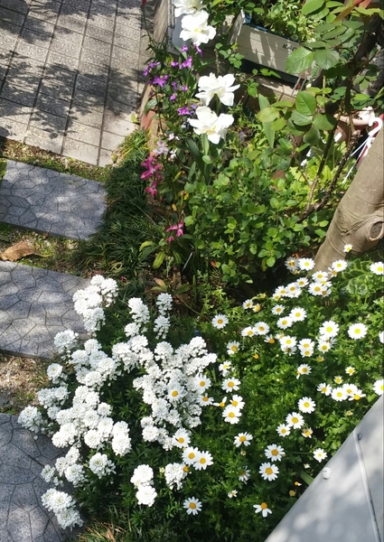 玄関横花壇 イベリス ノースポール チ 春のかおりん庭 のアルバム みんなの趣味の園芸 Id