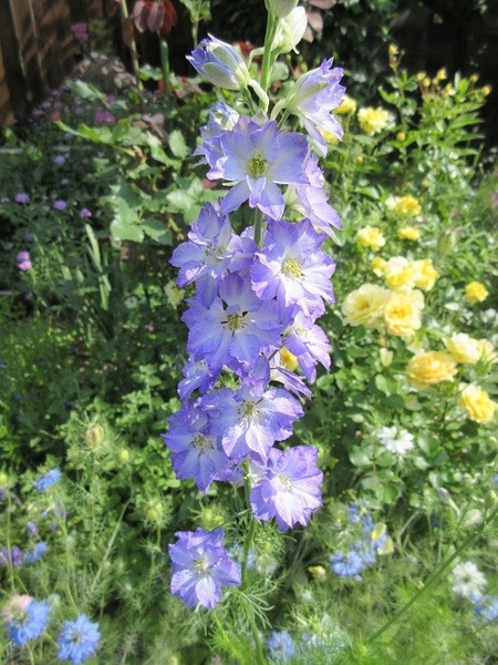 千鳥草 カンヌ ブルーピコティ 種まき ２０１６年４月 ６月の花 のアルバム みんなの趣味の園芸 Id 2776