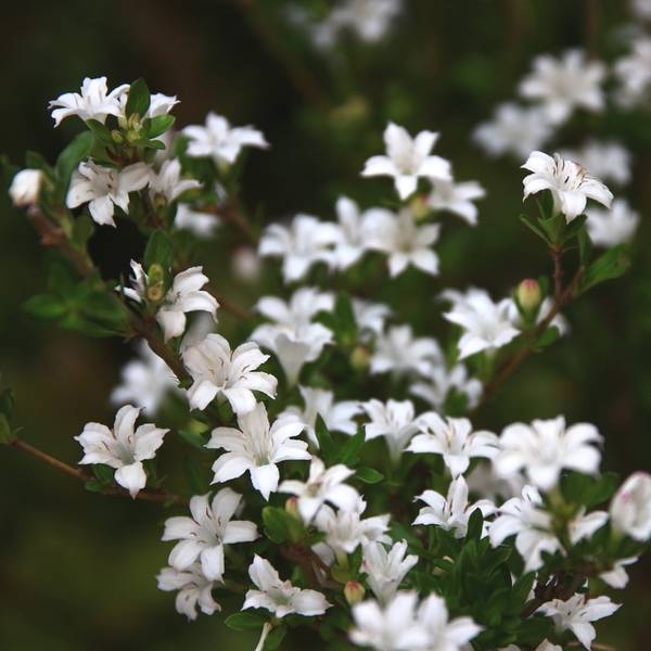 白丁花 はくちょうげ です 小さい白 うちの草花 盆栽 山野草16 のアルバム みんなの趣味の園芸 Id