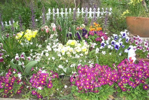 プリムラ パンジー チュウリップ 水 ４月の花壇 のアルバム みんなの趣味の園芸 Id 248255